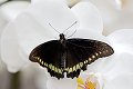 Battus polydamas Gold Rim Swallowtail vlinder vlinders butterfly butterflies papillon papillons